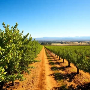 Almond farm in California representing economic challenges due to federal tariffs.